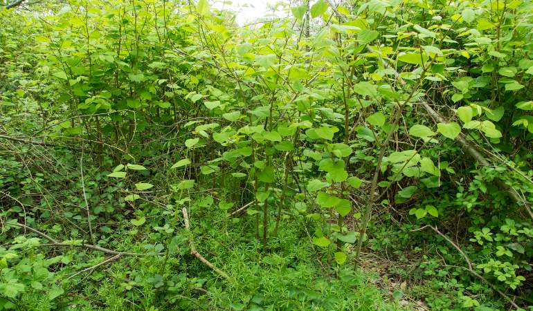 Giant Knotweed