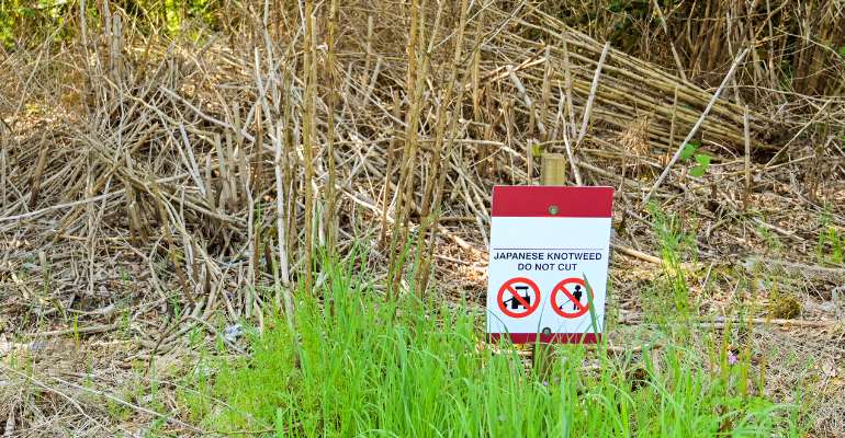 How Do You Treat Japanese Knotweed