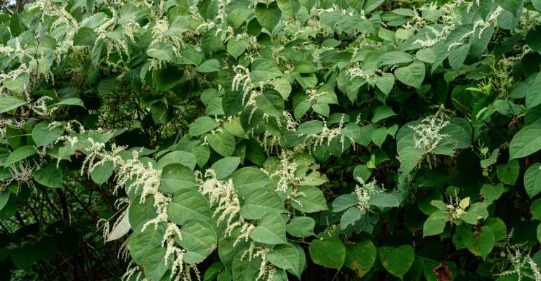 How To Identify Japanese Knotweed