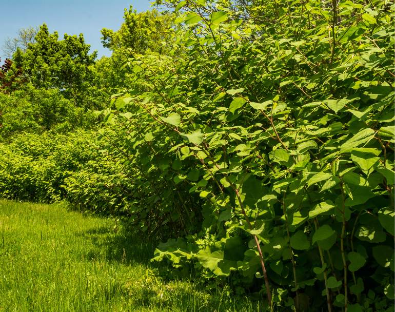 Knotweed Removal And The Law