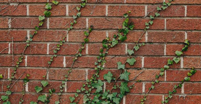 Professional Ivy Trimming