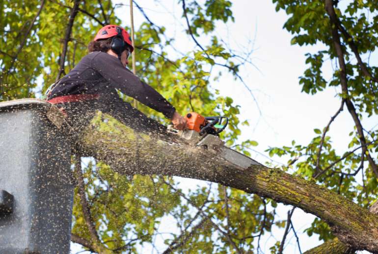 Tree Services Company