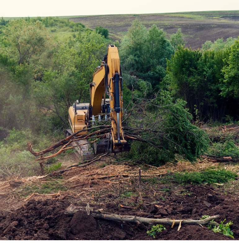 Tree Surgeon Pro Professional Vegetation Clearance Services