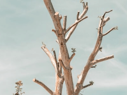Tree Topping 2