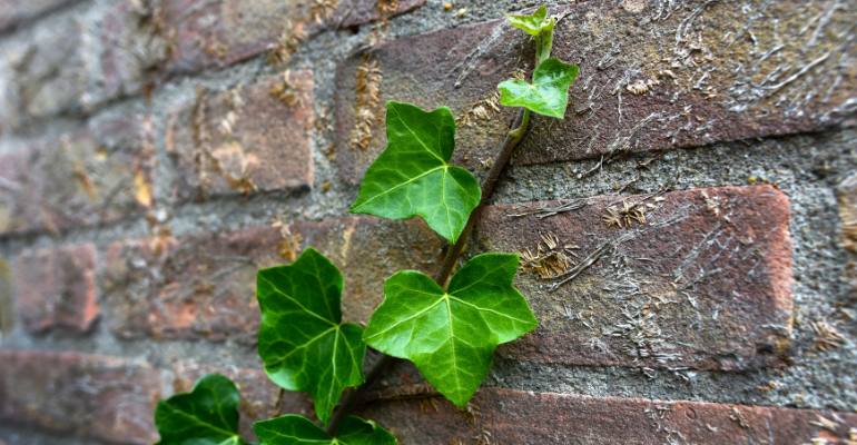 What Does Our Ivy Removal Service Involve