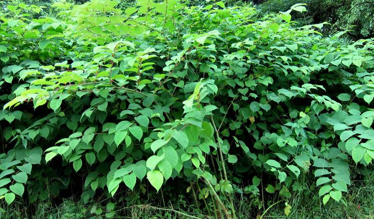 Who Pays For Japanese Knotweed Removal