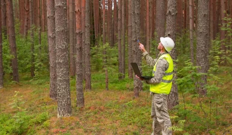 Who Pays For Tree Surveys