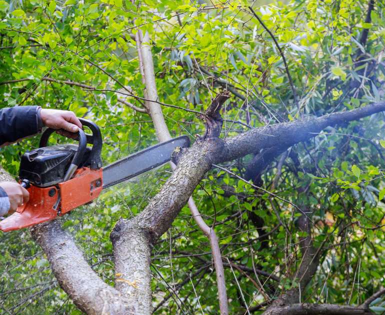 Why Use Tree Surgeon Pro Professional Tree Felling Service