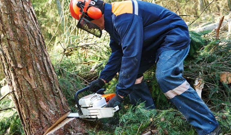 Commercial Tree Surgeons in Amble