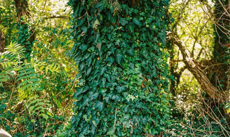 Ivy Removal in Shotton Colliery