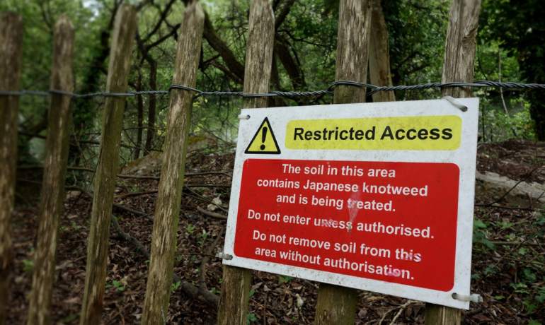 Japanese Knotweed Removal in Leadgate