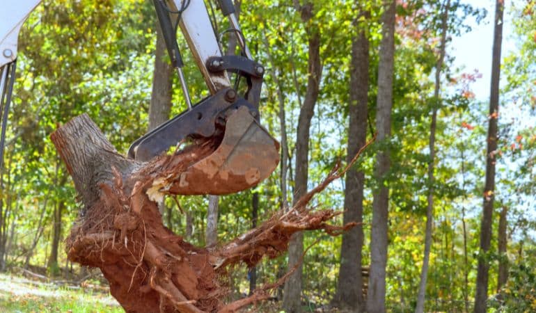 Tree Stump Removal in Amble