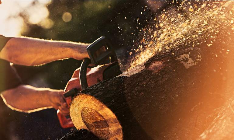 Tree Felling in Throckley | Trusted Tree Felling Company