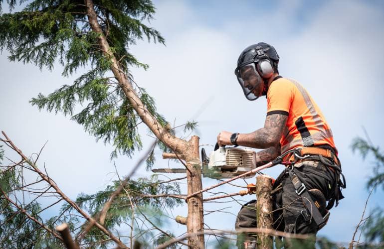 Tree Removal in Selby | Renowned Tree Removal Company
