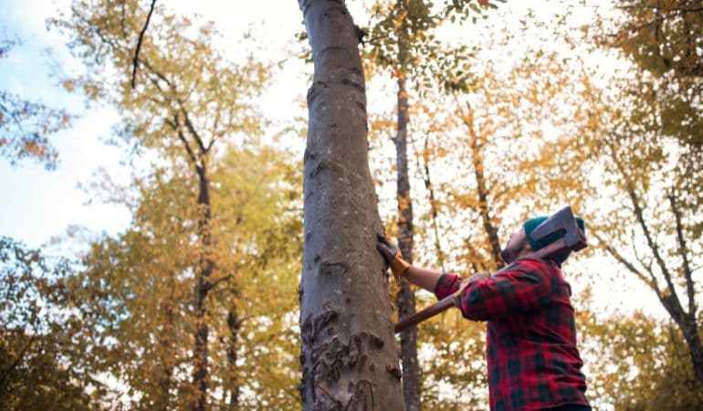 Tree Surgeon in Sherburn