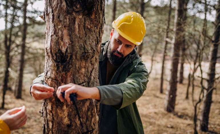 Tree Surveys in Burnopfield