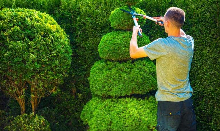 Tree Trimming in Trimdon